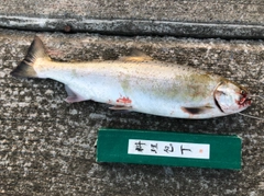 アメマスの釣果