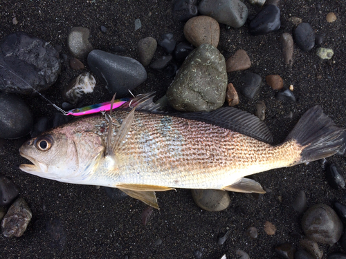 イシモチの釣果