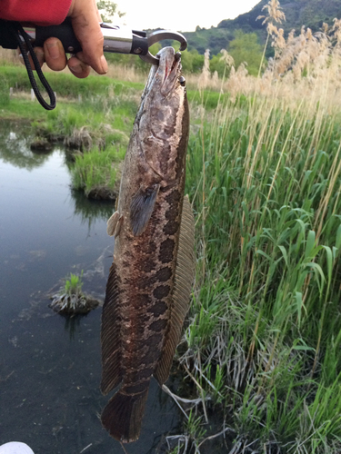 ライギョの釣果