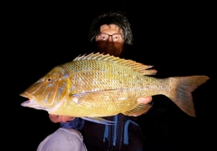 ハマフエフキの釣果