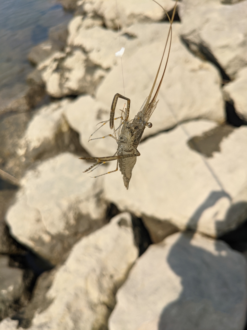 テナガエビ