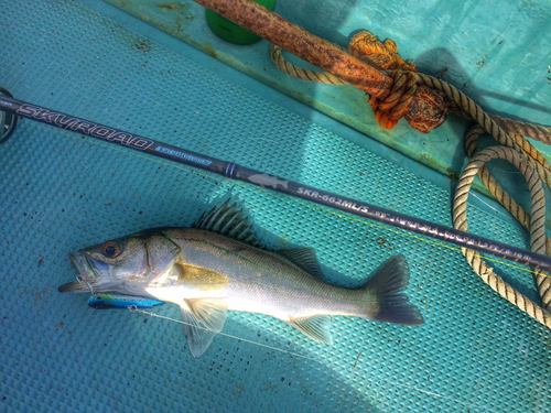 シーバスの釣果