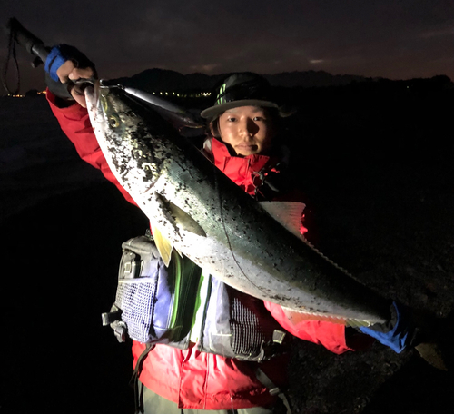 ブリの釣果