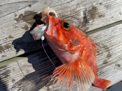 ユメカサゴの釣果