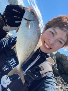 シオの釣果