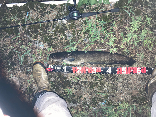 ナマズの釣果