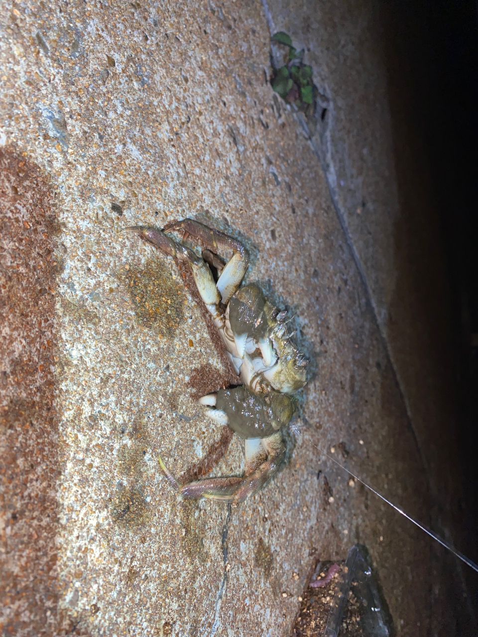 イシモチ
