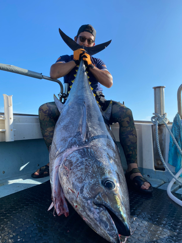 クロマグロの釣果