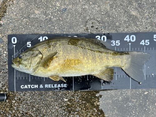 スモールマウスバスの釣果