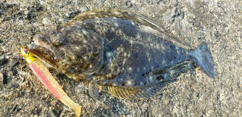 ショゴの釣果