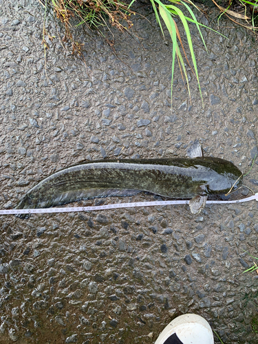 ナマズの釣果