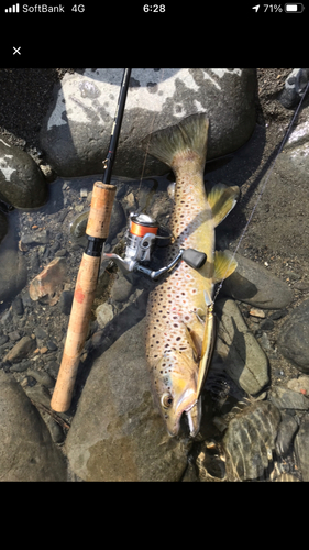 ブラウントラウトの釣果