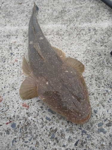 マゴチの釣果