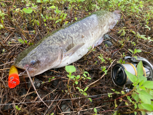 ナマズの釣果