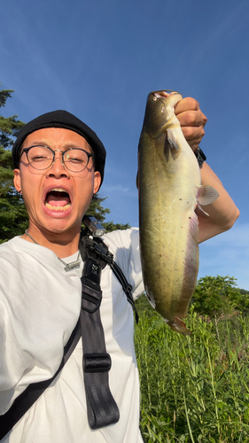 ナマズの釣果