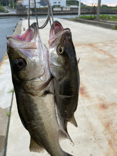 セイゴ（マルスズキ）の釣果