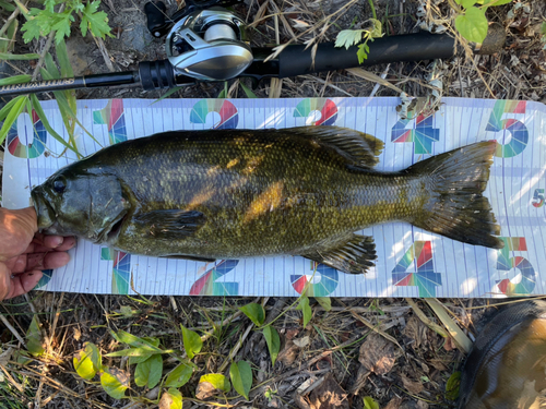 スモールマウスバスの釣果