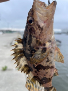 タケノコメバルの釣果