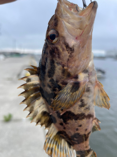 タケノコメバルの釣果