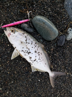 ショゴの釣果