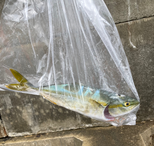 ツバスの釣果