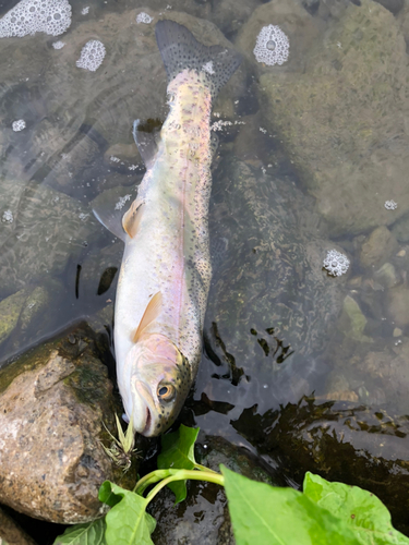 ニジマスの釣果