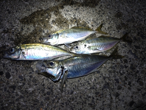 アジの釣果