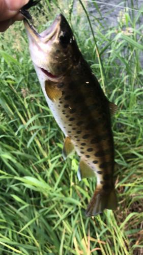 ヤマメの釣果