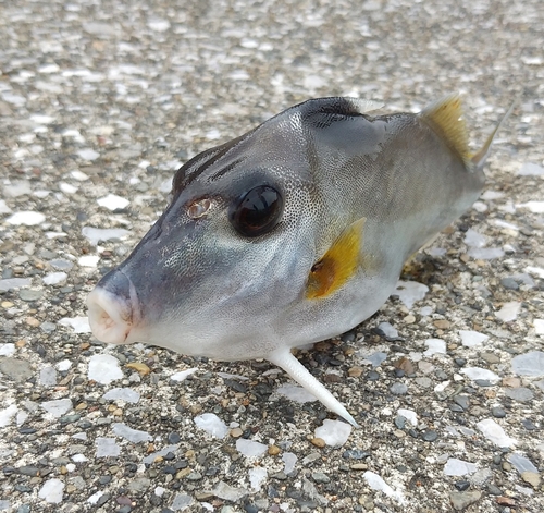 ギマの釣果