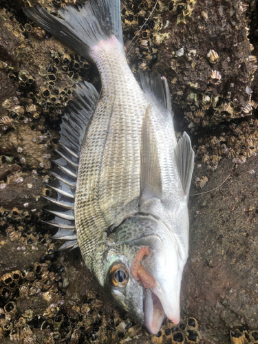 メイタの釣果