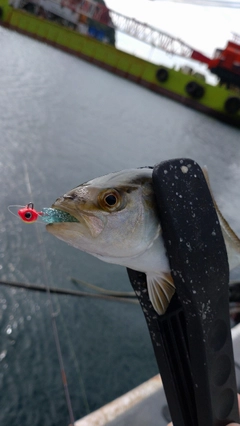 カンパチの釣果