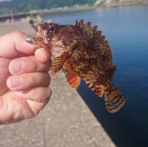 ヨロイメバルの釣果