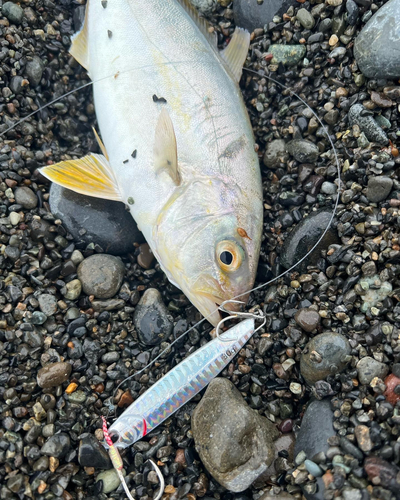 ワカシの釣果