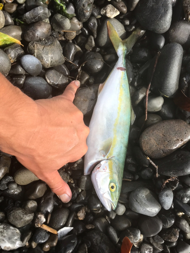 ワカシの釣果