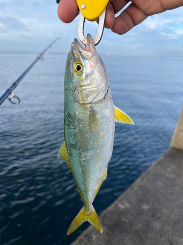 ツバスの釣果