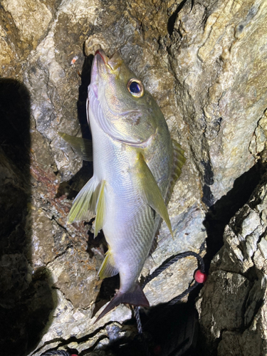 イサキの釣果