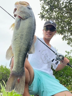 ブラックバスの釣果