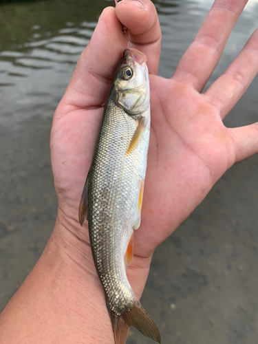 ウグイの釣果