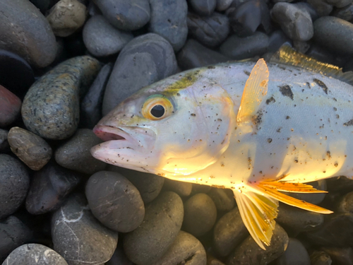 ショゴの釣果