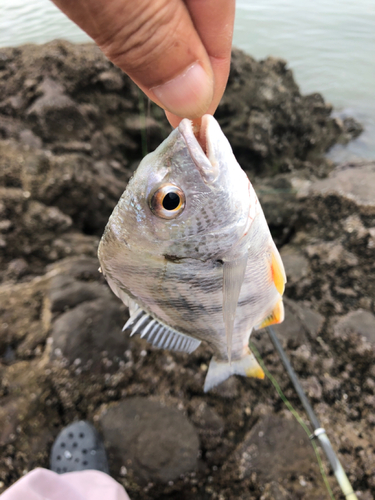 キビレの釣果