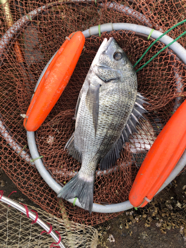 メイタの釣果