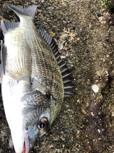 メイタの釣果