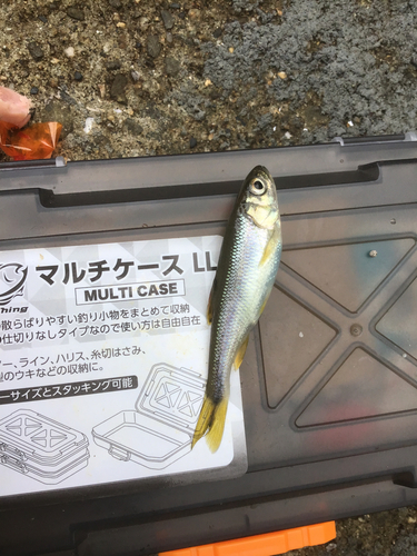 カワムツの釣果