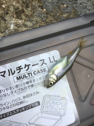 カワムツの釣果