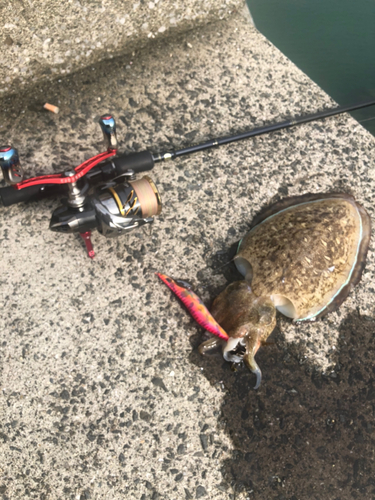 モンゴウイカの釣果