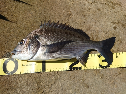 クロダイの釣果