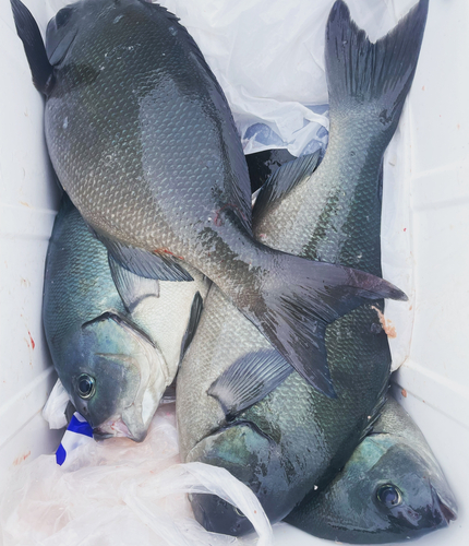 クロメジナの釣果