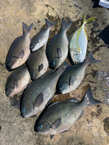 クロメジナの釣果