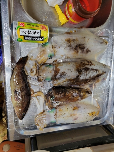 アオリイカの釣果