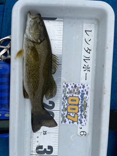 スモールマウスバスの釣果